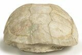 Inflated Fossil Tortoise (Stylemys) - South Dakota #316906-4